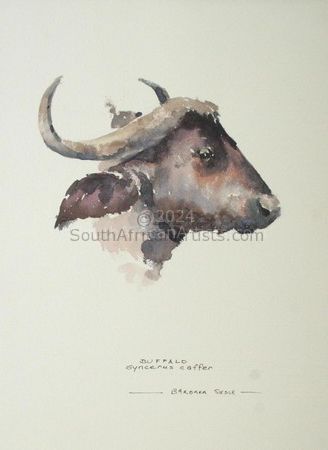 Buffalo Illustration