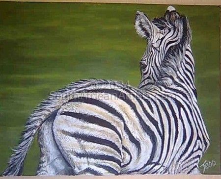 Baby Zebra
