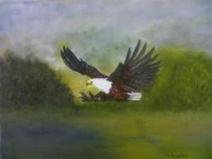 "African Fish Eagle Catching Fish"