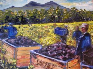 "Harvesting at Kanonkop"