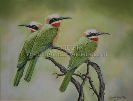 White Fronted Bee Eaters