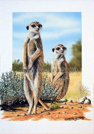 Two Meercats