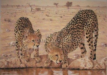 Cheetahs at Waterhole