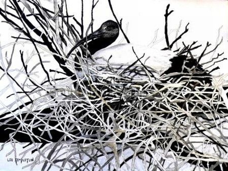 Sacred Ibis on Nest