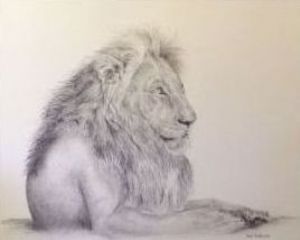 "Male Lion"