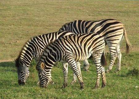 Zebras Bonding - set of 6