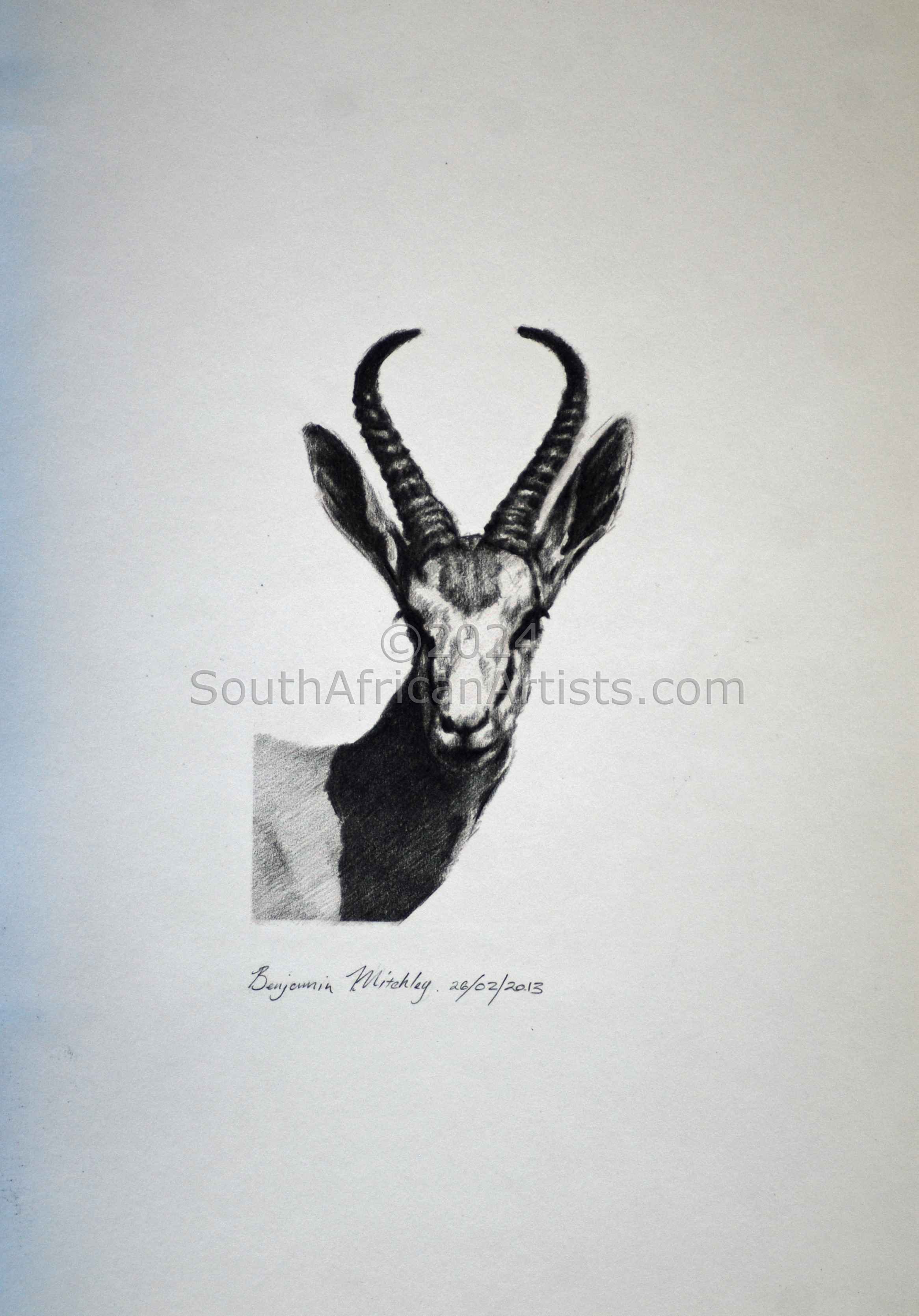 Antelope - Gazelle of SW Africa