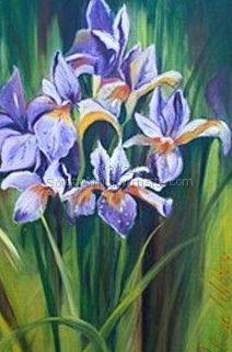 Purple Irisses