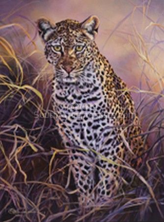 Juvenile Leopard