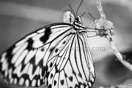 Butterfly #42