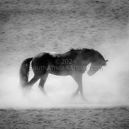 Namib Wild Horse