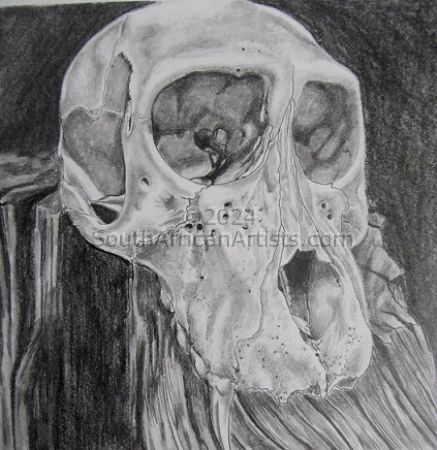 Juvenile Baboon Skull 2