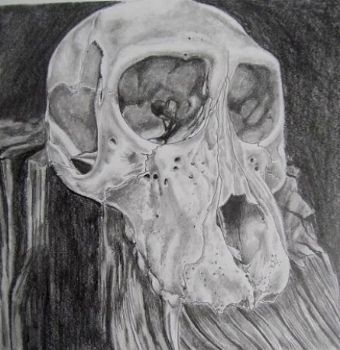 "Juvenile Baboon Skull 2"
