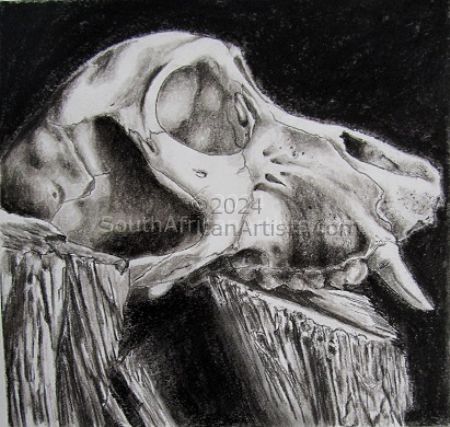 Juvenile Baboon Skull 9