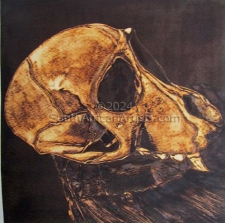 Juvenile Baboon Skull 14