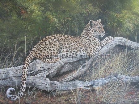 Leadwood Leopard