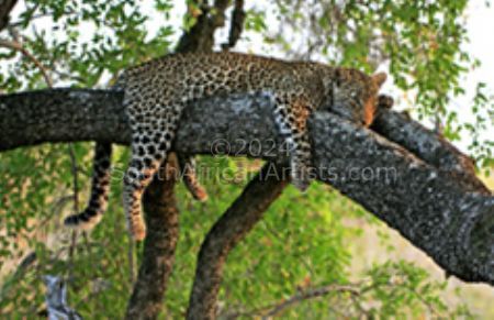 Leopard Relaxing In Tree