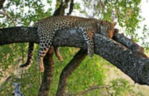 "Leopard Relaxing In Tree"