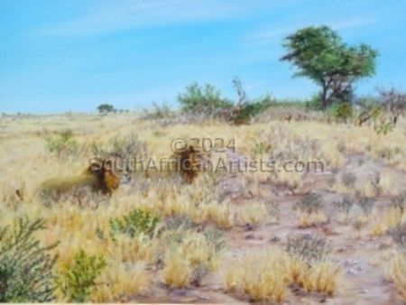 Lions - A Passing Moment in the Kalahari