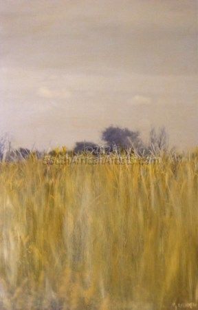 Kalahari Grass and Skyscape