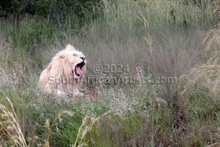 Lion's Yawn