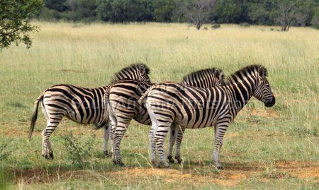 The Zebras