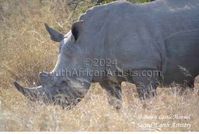 Kruger National Park_Rhino 02