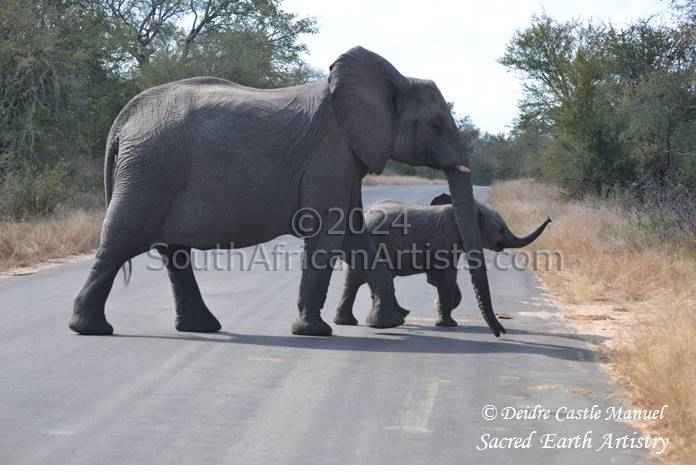 Kruger National Park_Elephant 02