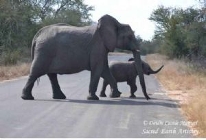 "Kruger National Park_Elephant 02"