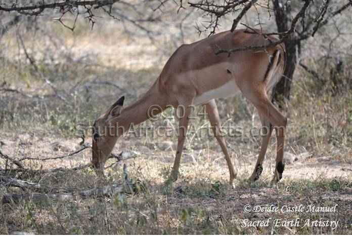 Kruger National Park_Impala 01