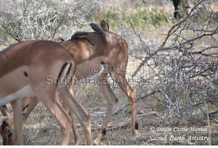 Kruger National Park_Impala 02