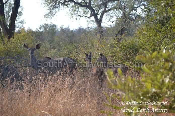 Kruger National Park - Kudu 01