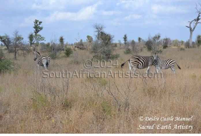 Kruger National Park Zebra 01