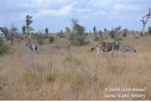 "Kruger National Park Zebra 01"