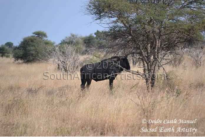 Kruger National Park - Wildebeest 01
