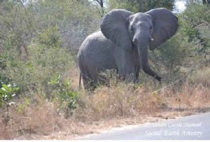 "Kruger National Park - Elephant 01"
