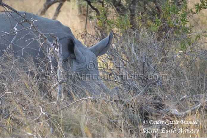 Kruger National Park_Rhino 05