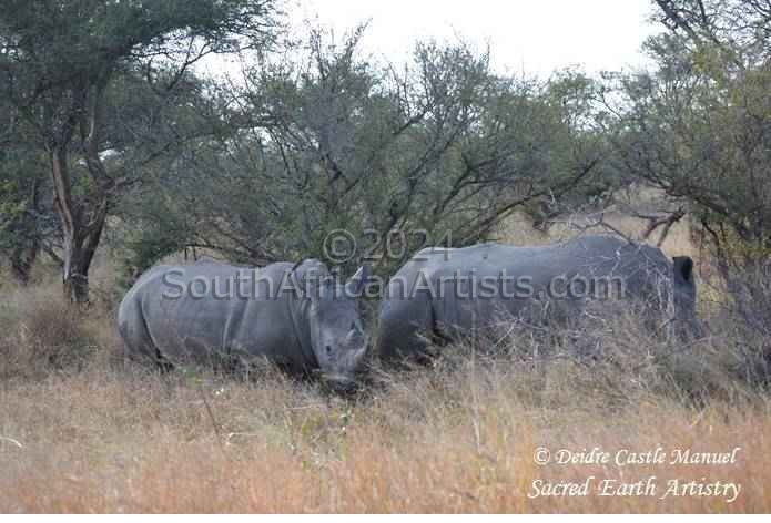 Kruger National Park Rhino 04