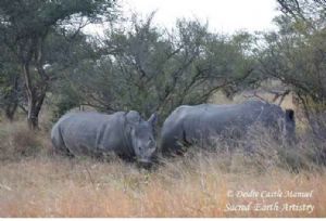 "Kruger National Park Rhino 04"