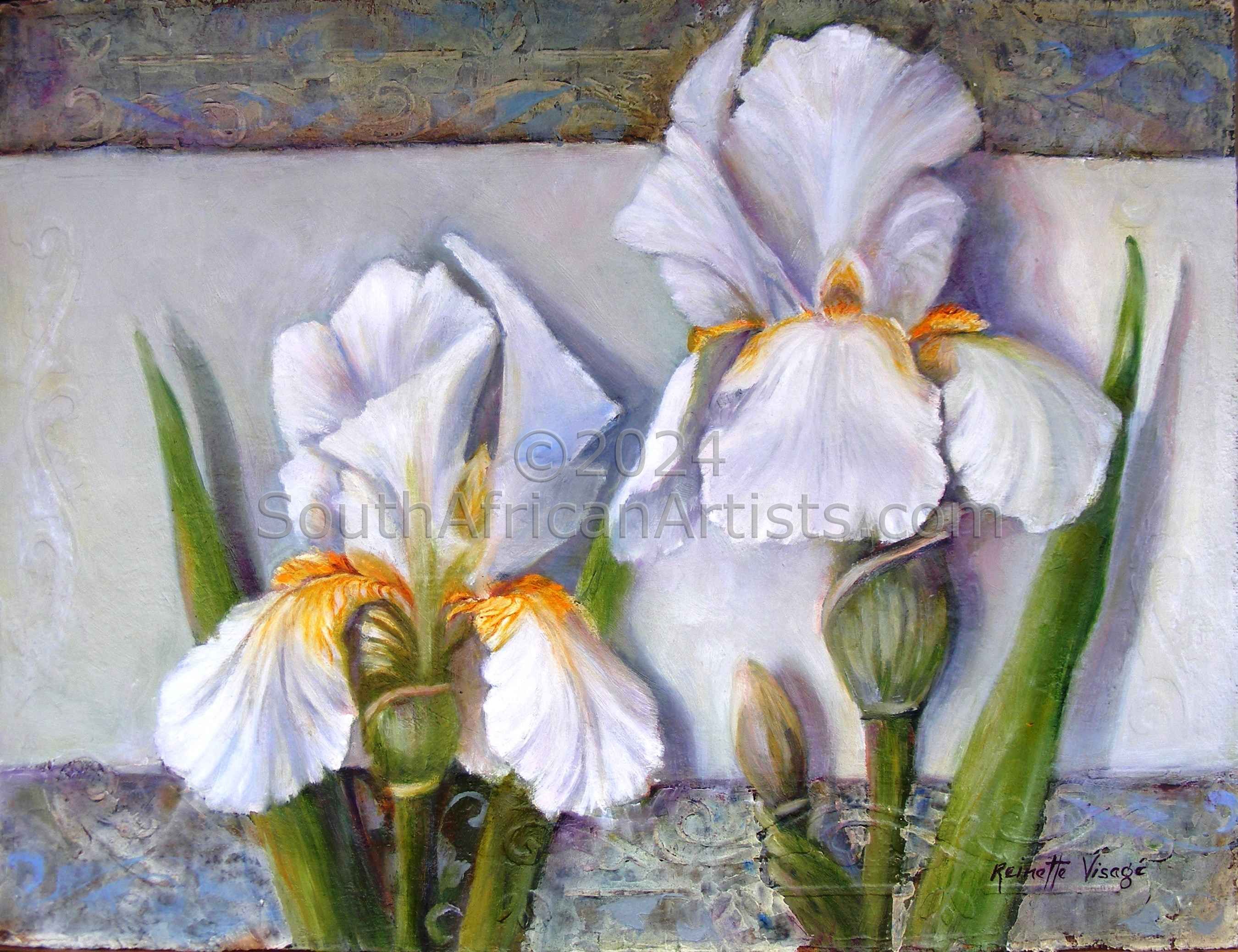Two White Irisses