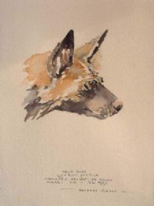 "Illustration Wild dog 1"