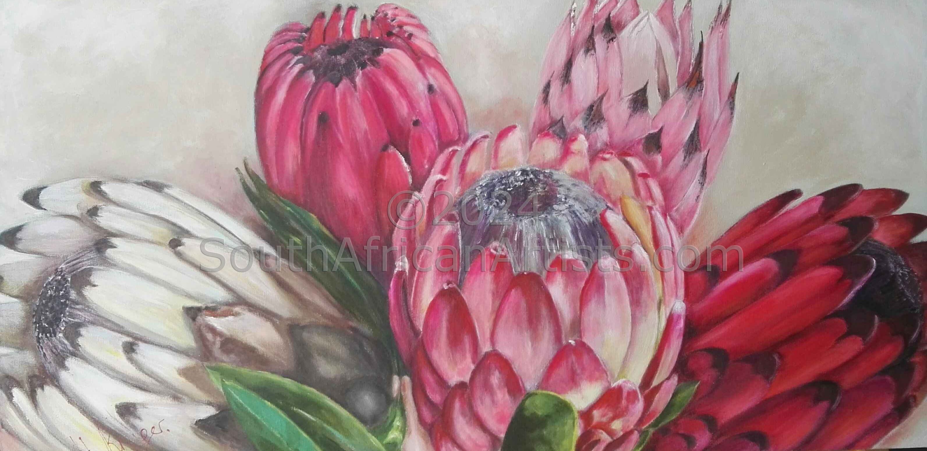 Proteas in bloom