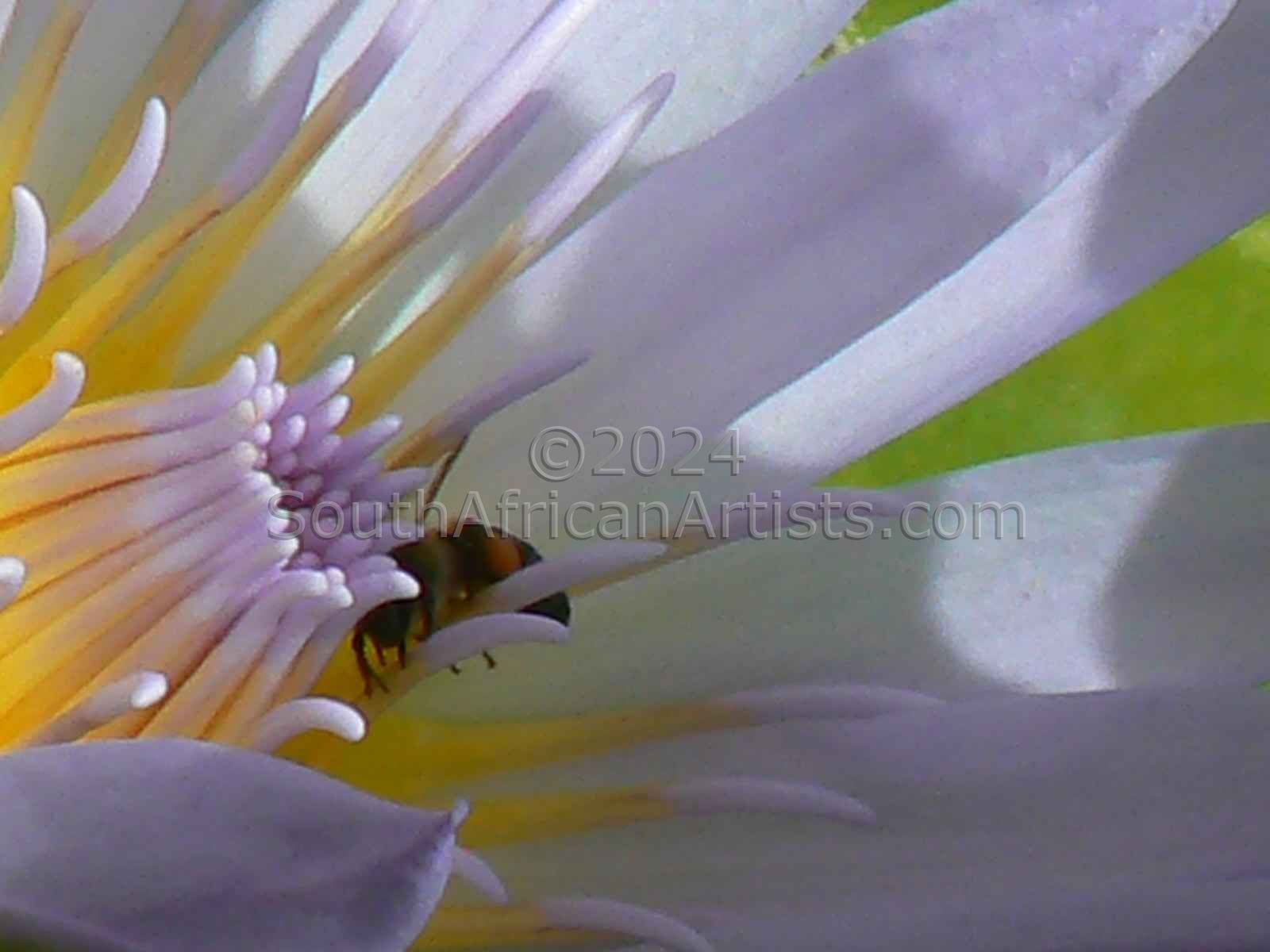 Waterlily Bee