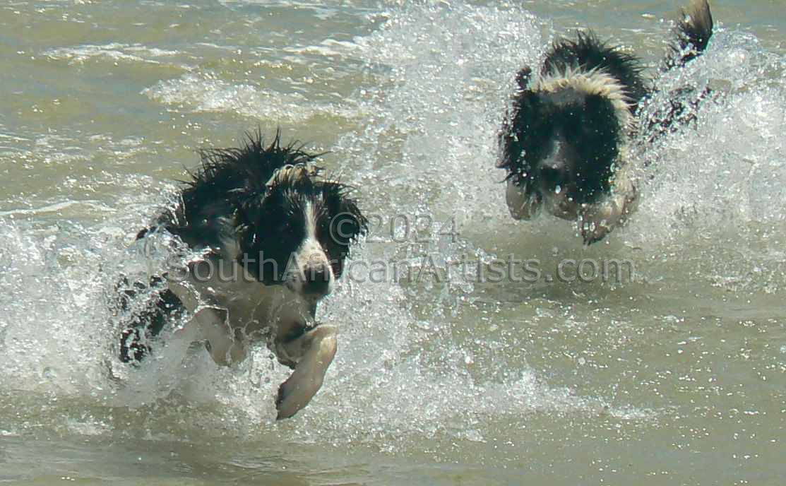 Border Collies