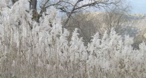 "Winter Reeds"