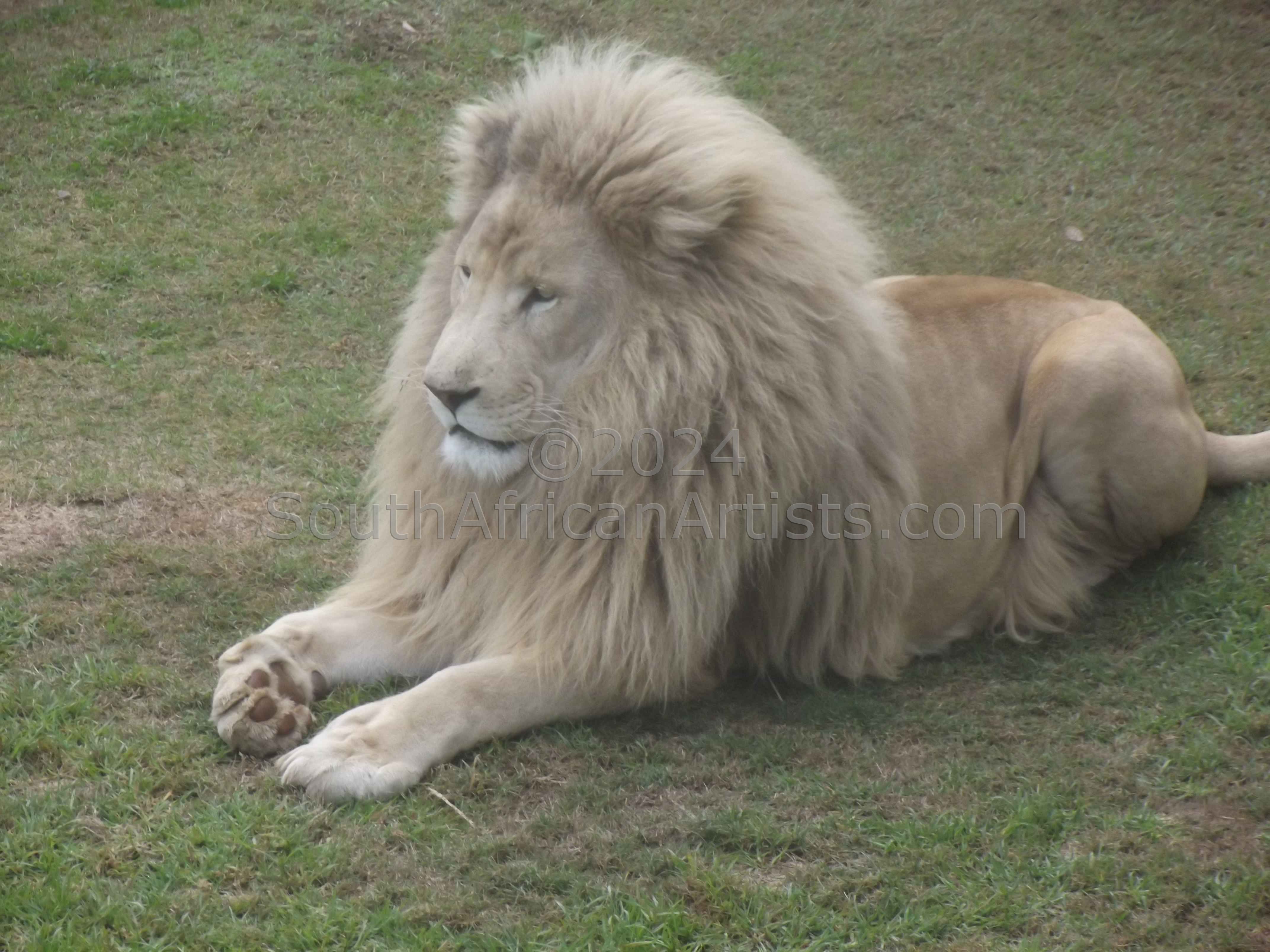 Male Lion 1