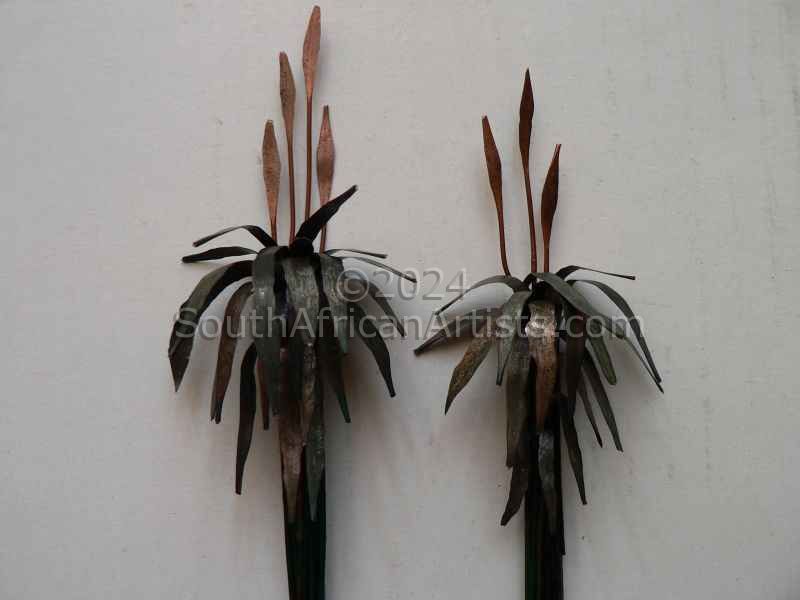 Two Aloes