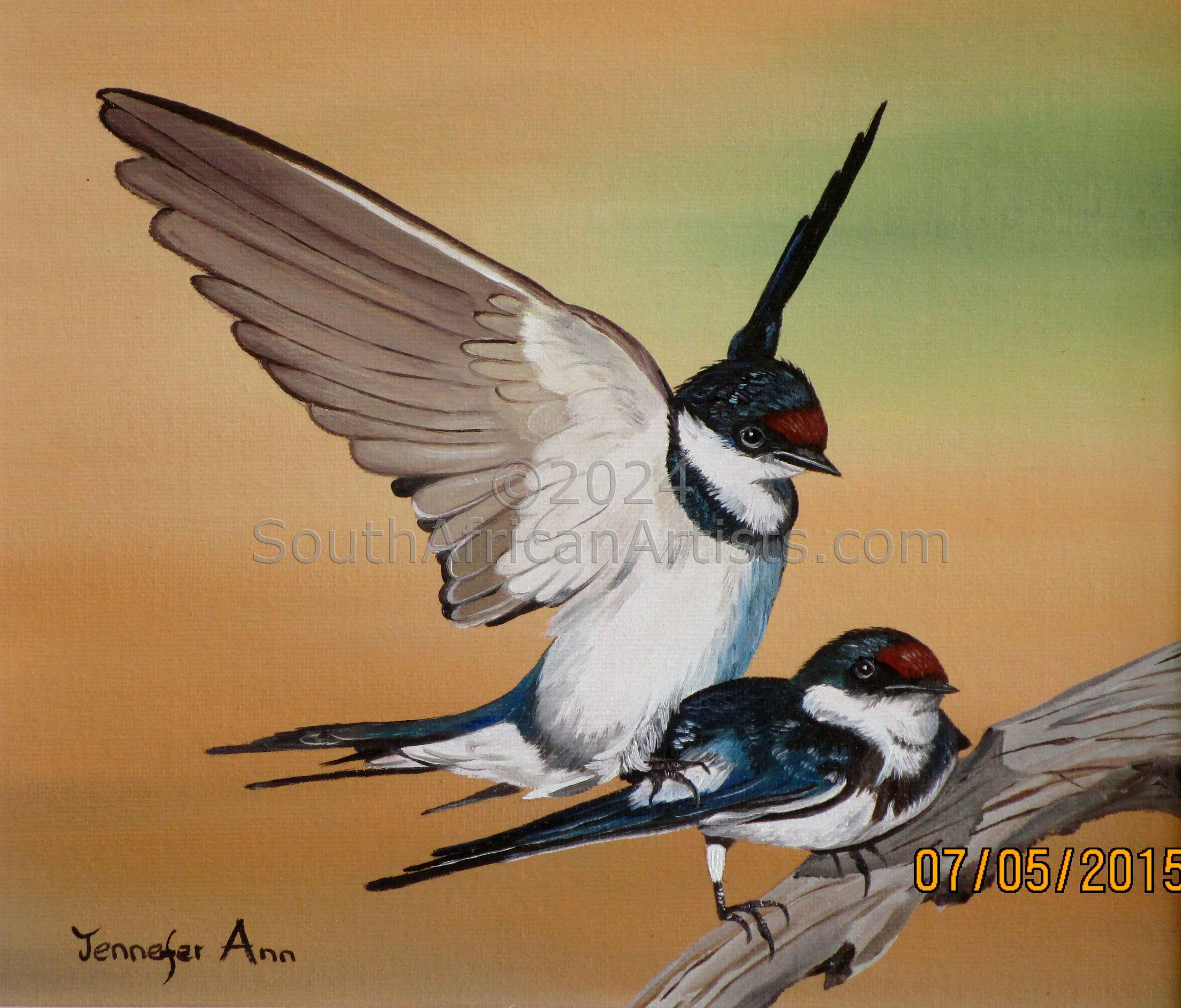 Love Is in the Air (White Throated Swallows)