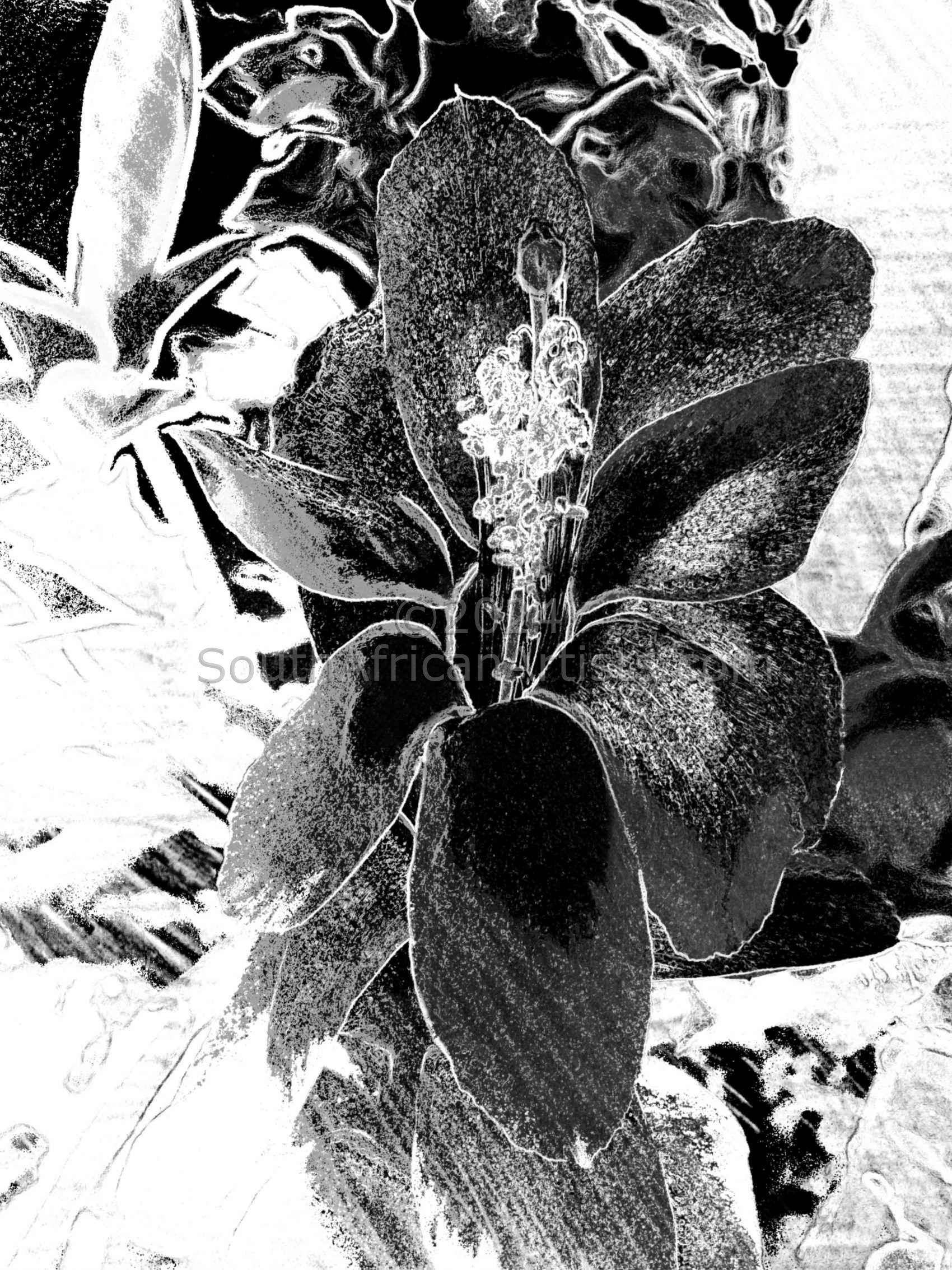 Christmas Cactus Flower Neg BW Digital Print