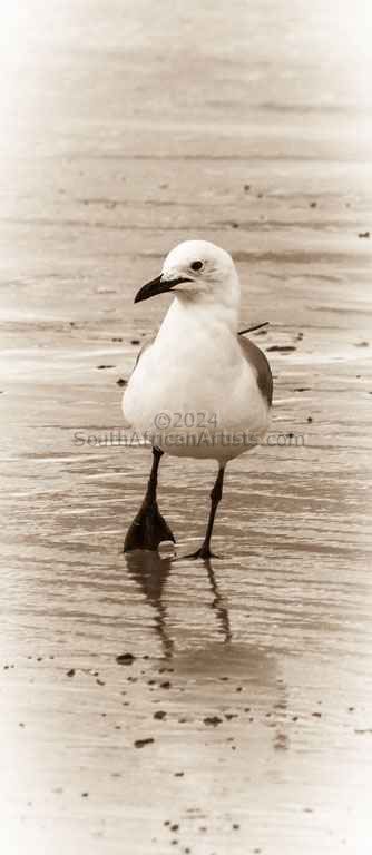 The Seagull - 2